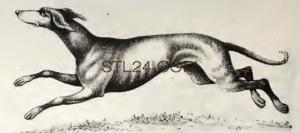 ANIMAL_0229